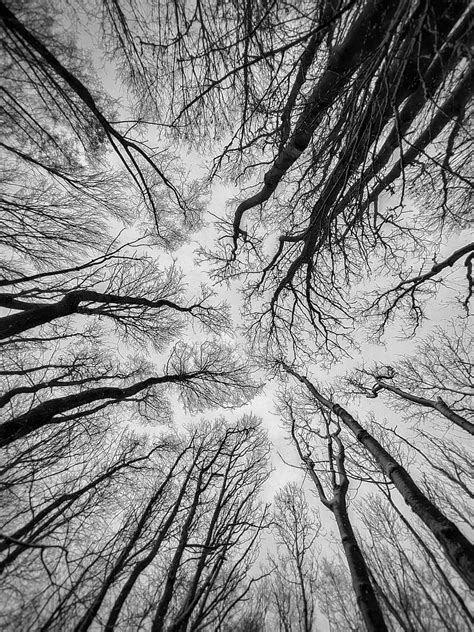 Trees Sky Bw Hd Phone Wallpaper Peakpx