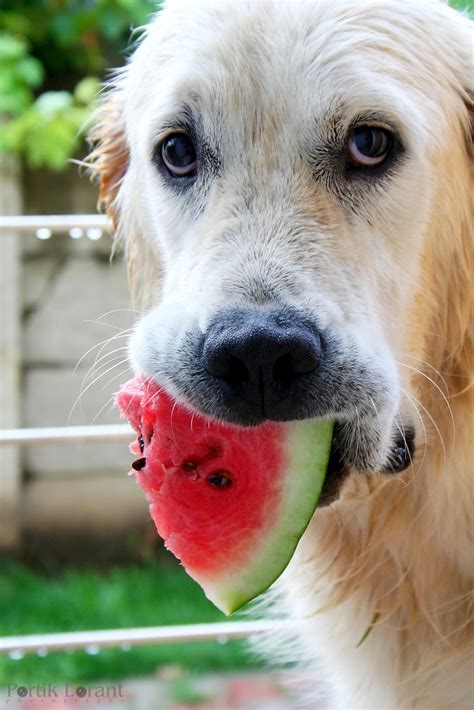 Cute Dog Eating Watermelon Dog Eating Watermelon Flickr