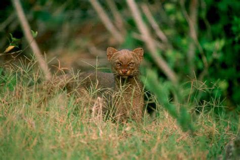 Big Plans Could Bring Small Wild Cat Back To Texas