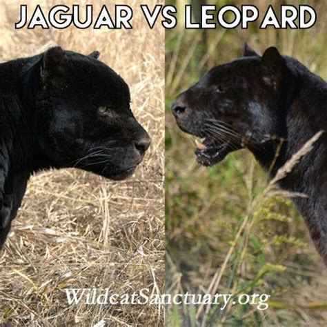 Jaguar Vs Leopard Black Panther Cat Jaguar Animal Leopards