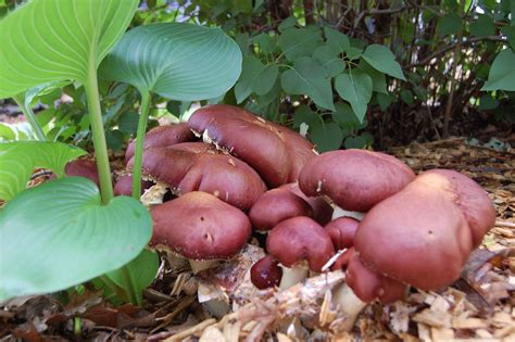 This Is King Stropharia Mushrooms Growing In The Neighbors Mushroom