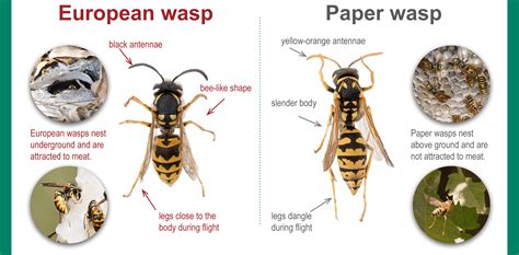 Are Paper Wasps Beneficial In The Garden Deep Green Permaculture