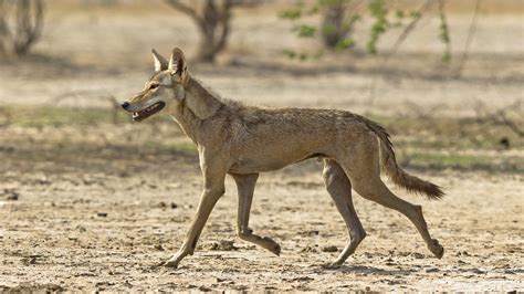 སུ་ཁྱིམ་, is a state in east india in the himalayan foot hills also bordering china (tibet), nepal and bhutan. Indian Wolf Facts, Size, Habitat, Diet, Lifespan, Pictures