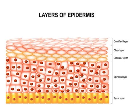 Layers Of Epidermis Vector Illustration Histología Anatomía De La