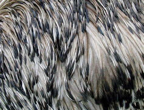 Free Images : bird, wing, animal, fur, material, thread, close up