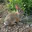 Cottontail Rabbit Picture  Free Photograph Photos Public Domain