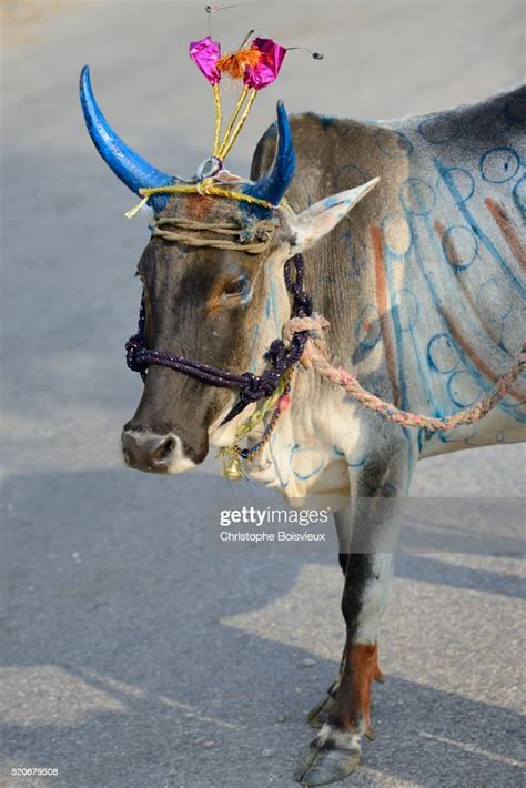 India Rajasthan Udaipur Region Diwali Festival Holy Cow With Freshly