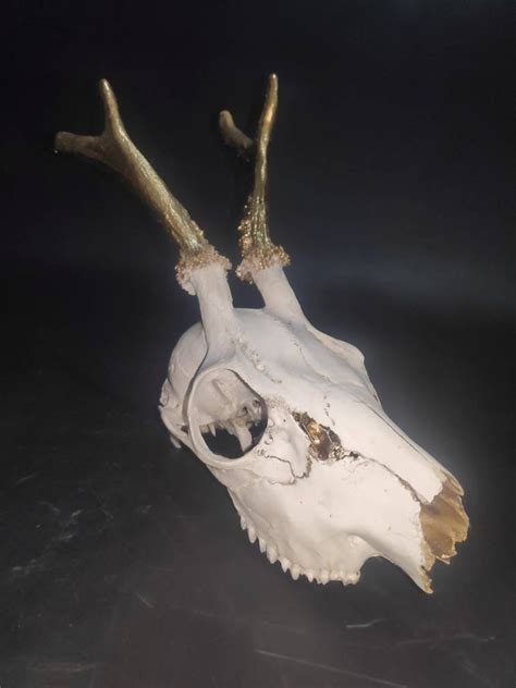 Real Young Roe Deer Skull With Jawbone And Adorable Etsy
