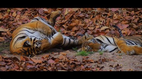 Bandhavgadh Tiger Cubs Documentary YouTube