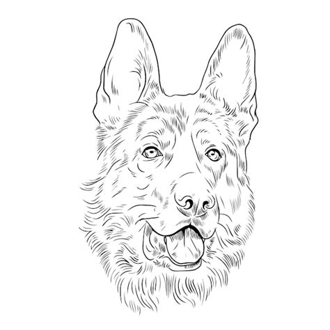 Premium Vector German Shepherd Dog Vector Sketch