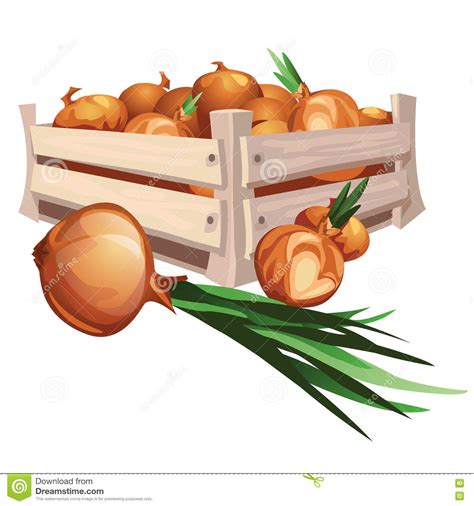 Onion Harvest Clipart 20 Free Cliparts Download Images On Clipground 2021