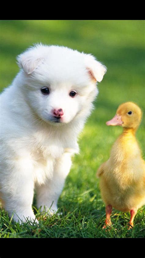 A Cute Puppy With A Little Duck Cute Animals Animals Friendship