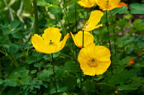 Yellow Wood Poppies Plant Care And Growing Guide