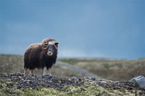 Vi samarbeider med dovreguiden som tilbyr moskussafari hver dag hele sommeren (2. Product-details - Musk Ox Safari - Dovrefjell National ...
