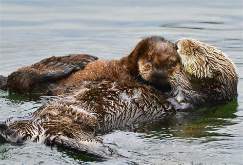 Sea Otters The Marine Mammal Center