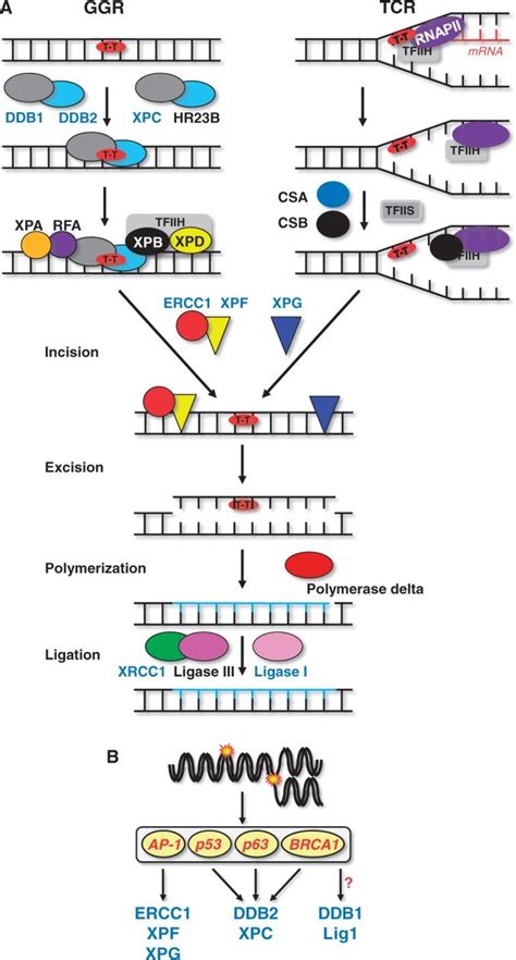 Regulation of NER. (A) Mechanism of NER and key proteins involved. (B