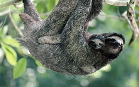 Hoffmanns Two Toed Sloth Mother And Young Puerto Viejo De Talamanca