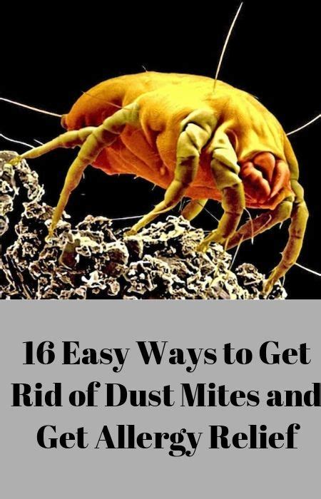 16 Easy Ways To Get Rid Of Dust Mites Time Tested Strategies New