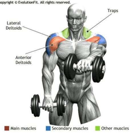 Mapping out the other shoulder heads for drawing. Forward Lateral Raise - Exercise How-to - Workout Trainer ...
