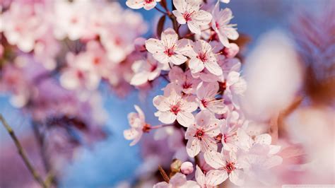 Cherry Blossom Japanese Cherry Tree Sakura Photo 37503993