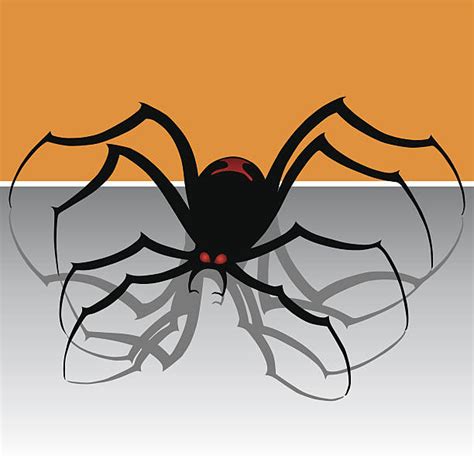 Redback Spiders Stock Vectors Istock