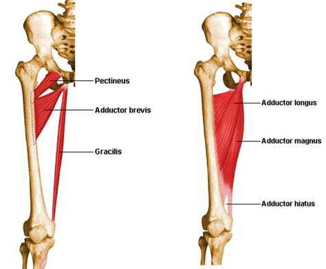 Muscles Of Medial Compartment Of Thigh Origin Insertion Action And