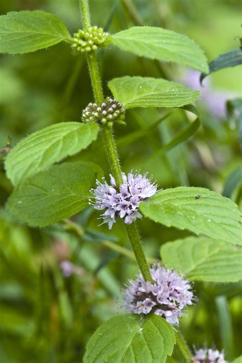 Corn Mint Mentha Arvensis Growing At The Side Of A Woodl Flickr