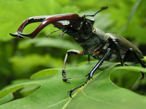 La femelle ne dispose pas des mêmes « outils » et se fait appeler grande biche. Free lucanus cervus Stock Photo - FreeImages.com