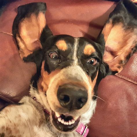 Puppies for adoption in San Diego - American Dream 4 Paws