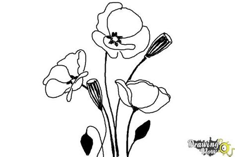How to Draw a Poppy - Step 7 | Poppy drawing, Flower ... 422 free images of flower sketch.