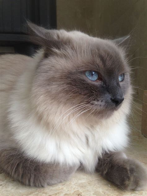 English Himalayan Male Cat 5 Years Old Lilac Point 13 Pounds Date 28