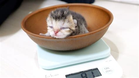 I Am Worried About The Growth Of Kittens Born To Premature Babies