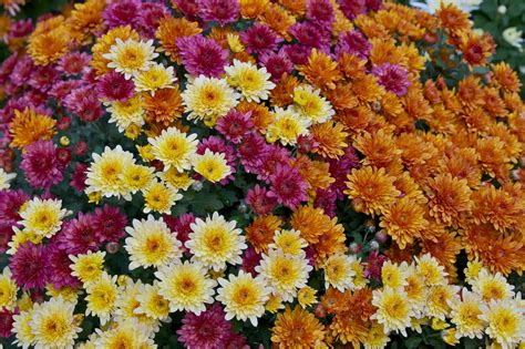 Chrysanthemum Mums North Carolina Extension Gardener Plant Toolbox