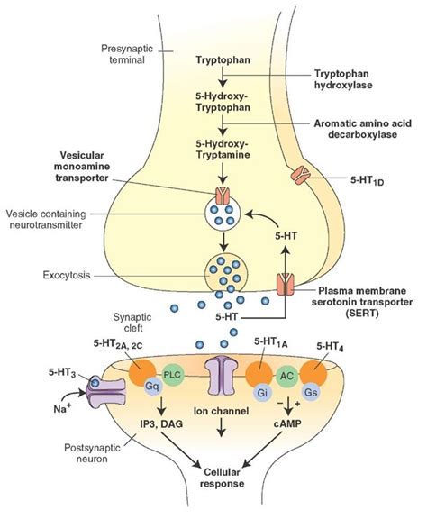 Neurotransmitters The Neuron Part 4