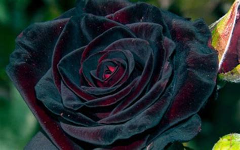 Are Black Roses A Reality Actual Meaning And Symbolism
