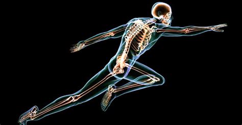 Does High Impact Exercise Strengthen Bones Fitness