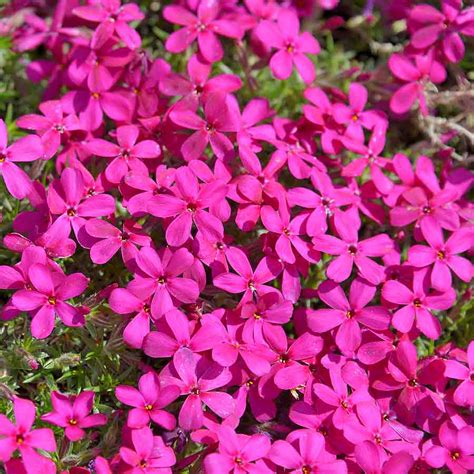 Phlox subulata, der bekannteste teppichphlox phlox douglasii, der kleinste polsterphlox, der nicht so stark wie die anderen arten wuchert NaturaGart Shop | Teppich-Phlox, karminrot | online kaufen