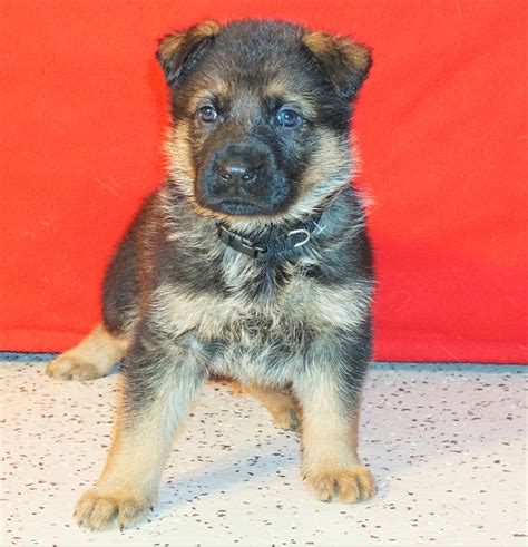 Maverick Male German Shepherd Puppy We Raised And Trained For Sale