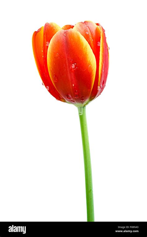 Beautiful Orange Tuliporange Tulips Isolated On White Background Stock