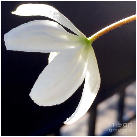 You can see how to get to flowers by bob garren on our website. Simply Alone Flower Photograph by Susan Garren