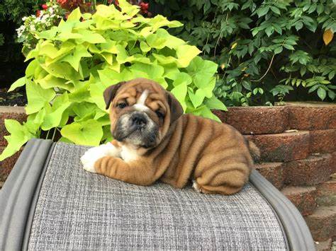 English Bulldog Puppies For Sale Baltic Oh 282163