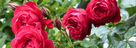 We are a full service funeral provider, owned and operated by john and tomika harris rainey. Rainey Mortuary Service LLC | Tuscaloosa AL funeral home ...