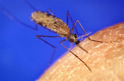 Free Picture Blood Feeding Anopheles Gambiae Mosquito Mosquito