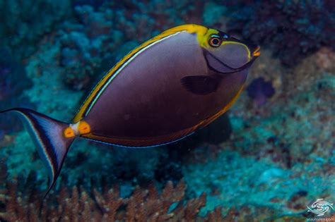 Elegant Unicornfish Facts And Photographs Seaunseen