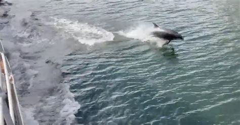 Waverley Video Dolphins Treat Passengers To Stunning Display During