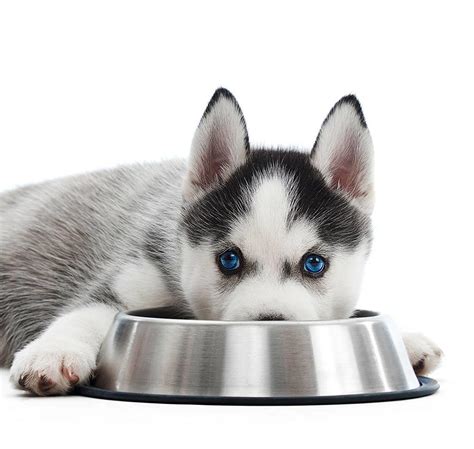 It contains a limited number of ingredients and a single source of animal protein to optimize digestion and maximize nutrition. Top 5 Best Foods for Husky Puppy in 2019 | DogStruggles