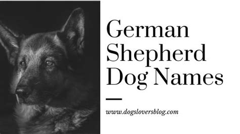 400 Great German Shepherd Dog Names Updated 2021