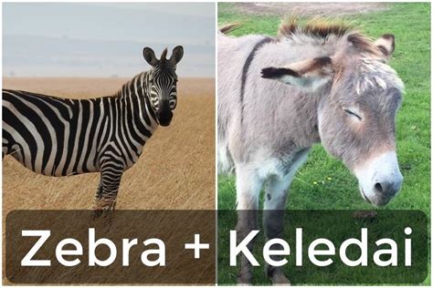 Maybe you would like to learn more about one of these? Tebak Gambar Hewan Gabungan - Tebak Gambar