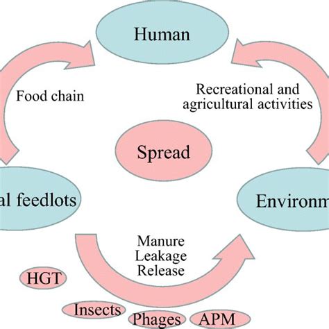 Spread Of Antimicrobial Resistance Genes And Antimicrobial Resistance