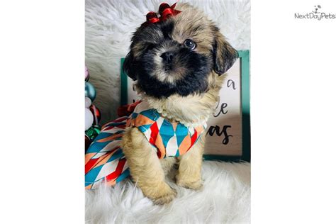 Some breeds vary based on their size you may even see teacup shitzu puppies or toy shitzu puppies for sale, which some breeders may. Shih Tzu puppy for sale near Houston, Texas. | 62db2548-15f1